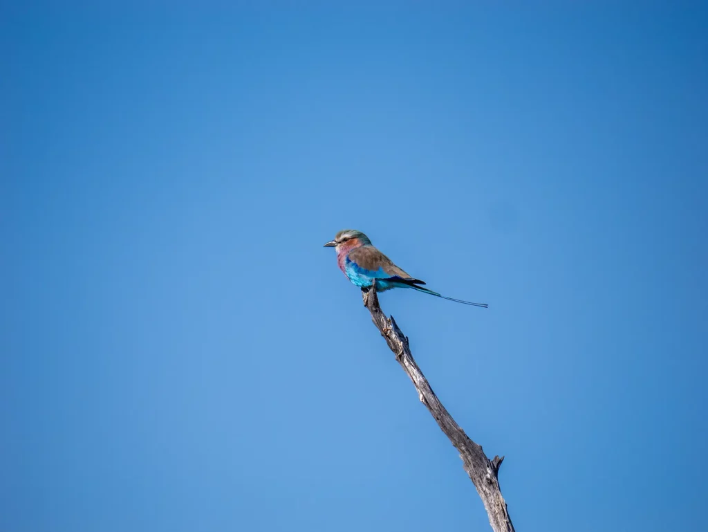 Lilac-breasted roller in Moremi Game Reserve, Botswana