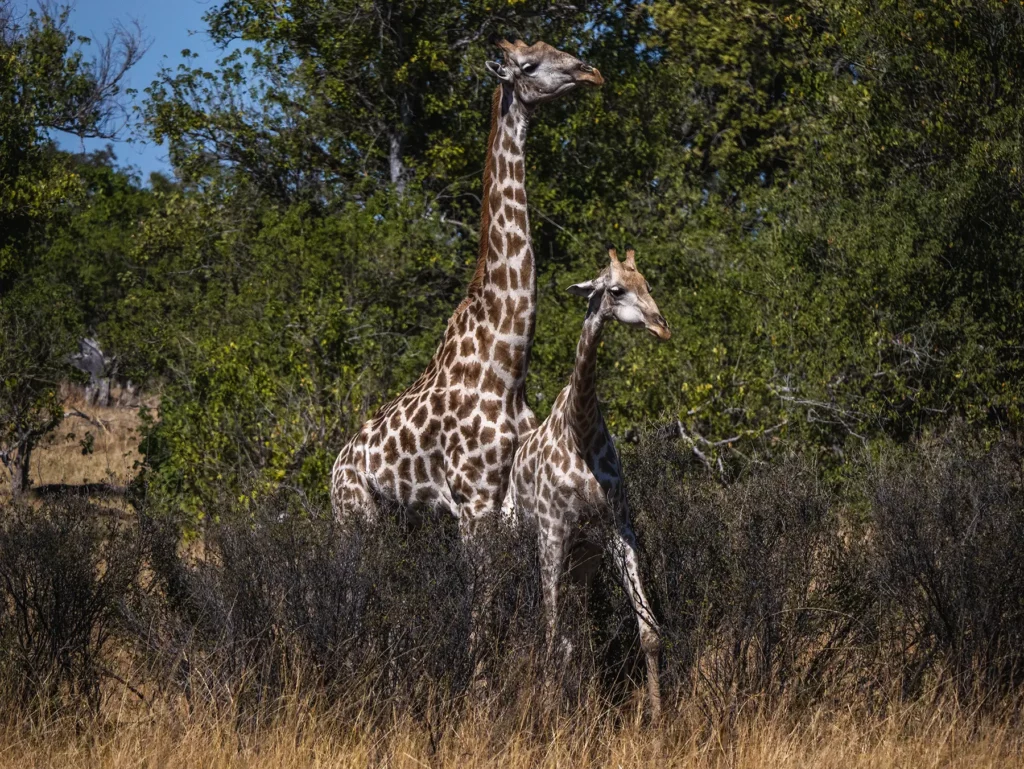 Southern giraffe and calf in Moremi Game Reserve, Okavango Delta, Botswana