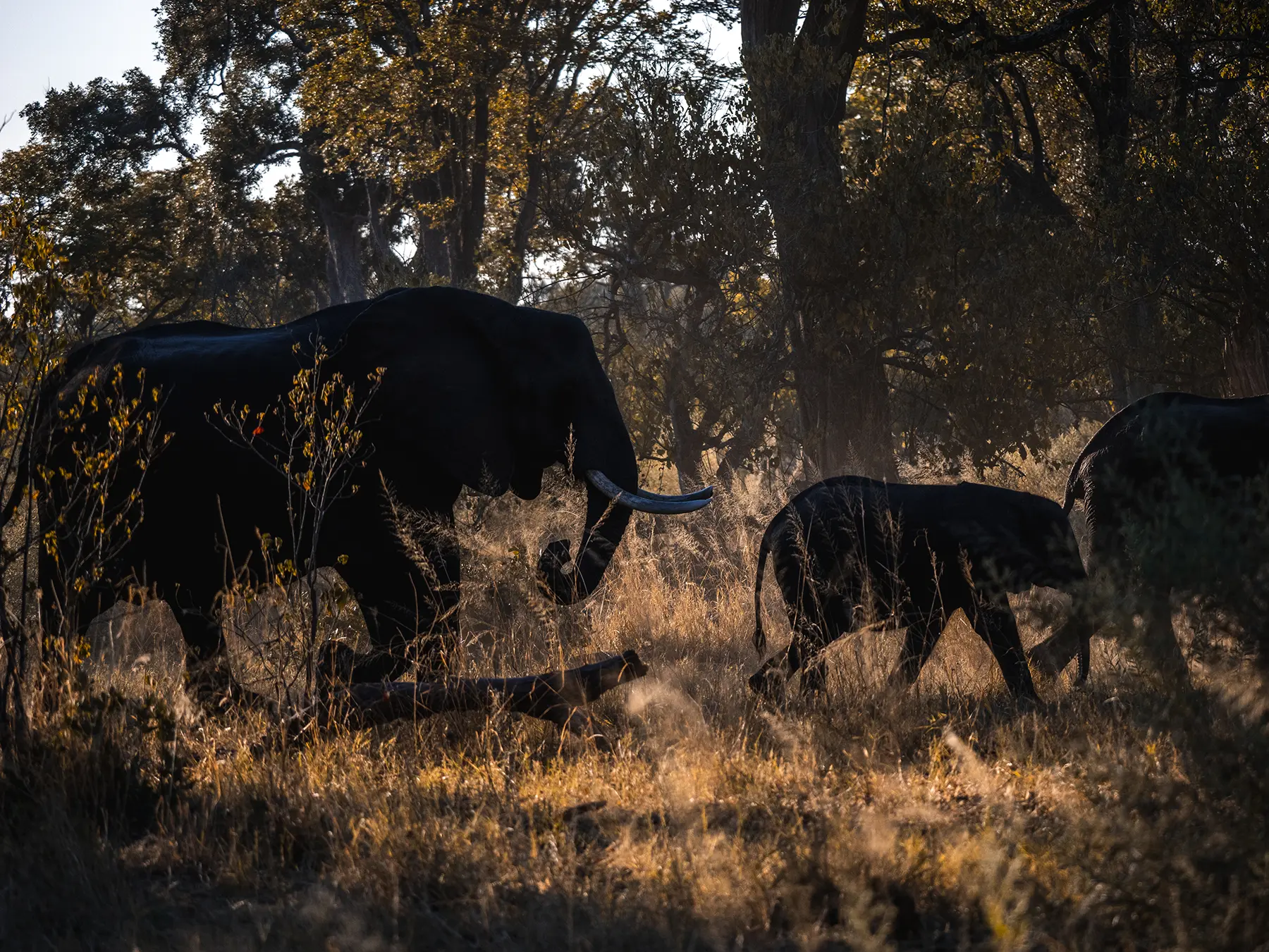 Herd of elephants at golden hour in Moremi Game Reserve, Okavango Delta, Botswana