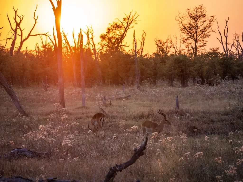 Impalas in Moremi Game, Okavango Delta, Reserve Botswana