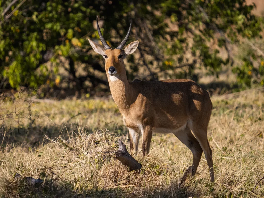 Common Reedbuck in Moremi Game, Okavango Delta, Reserve Botswana
