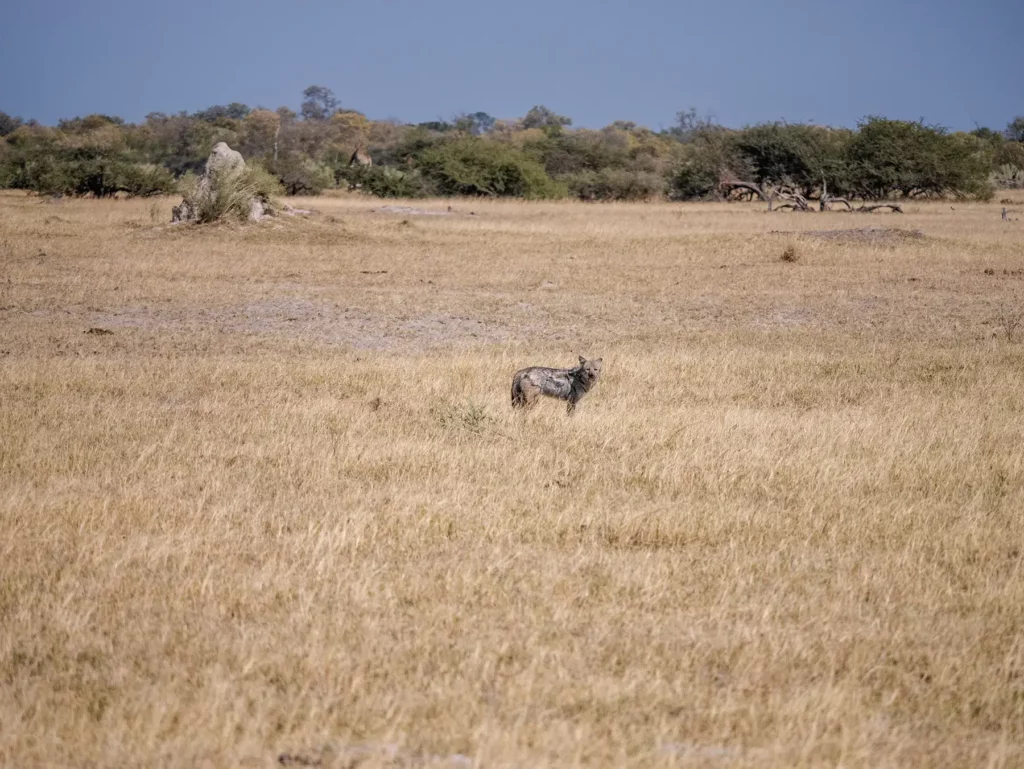 Jackel in Moremi Game Reserve, Okavango Delta, Botswana