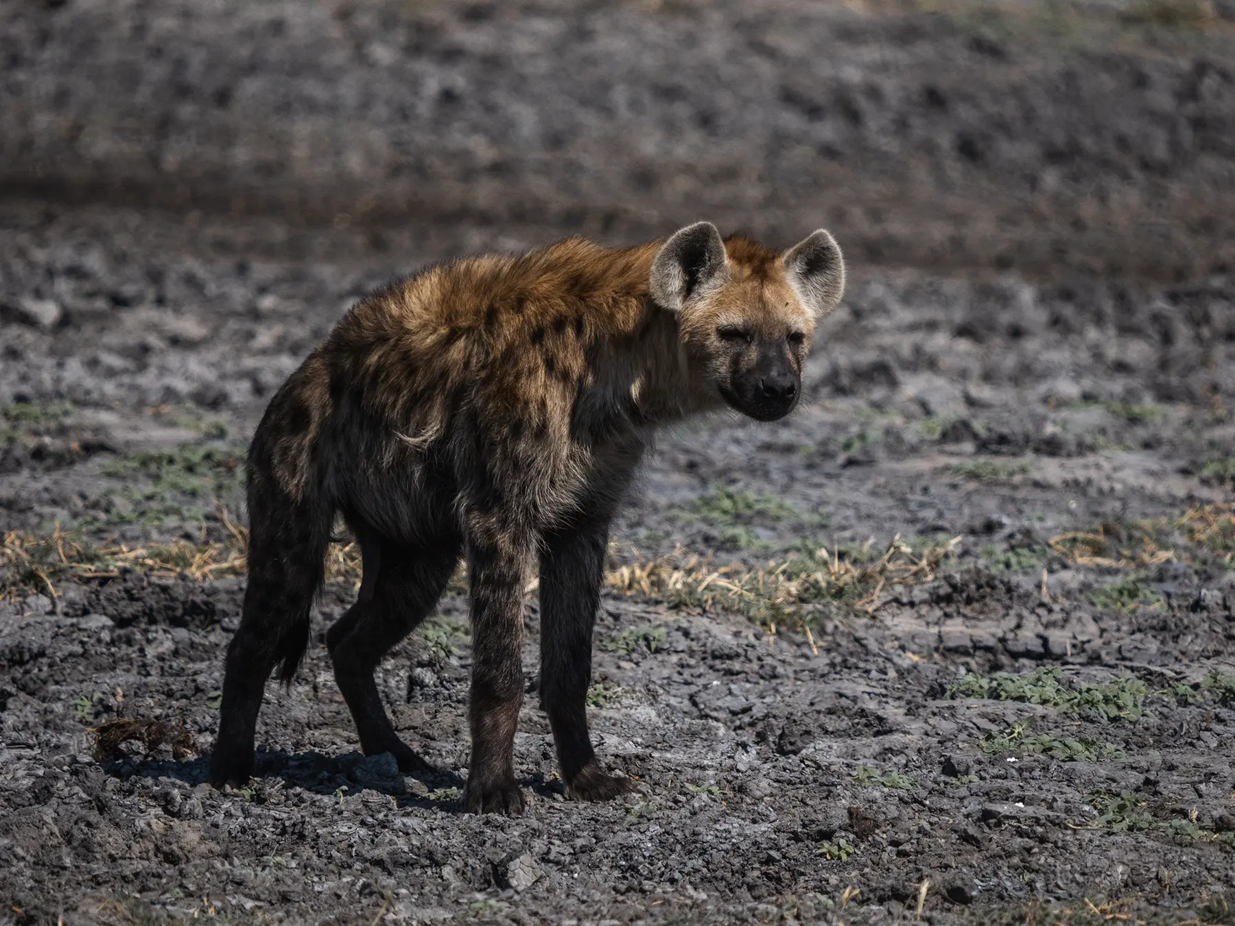 Young hyena in the Makgadikgadi Pans, Botswana