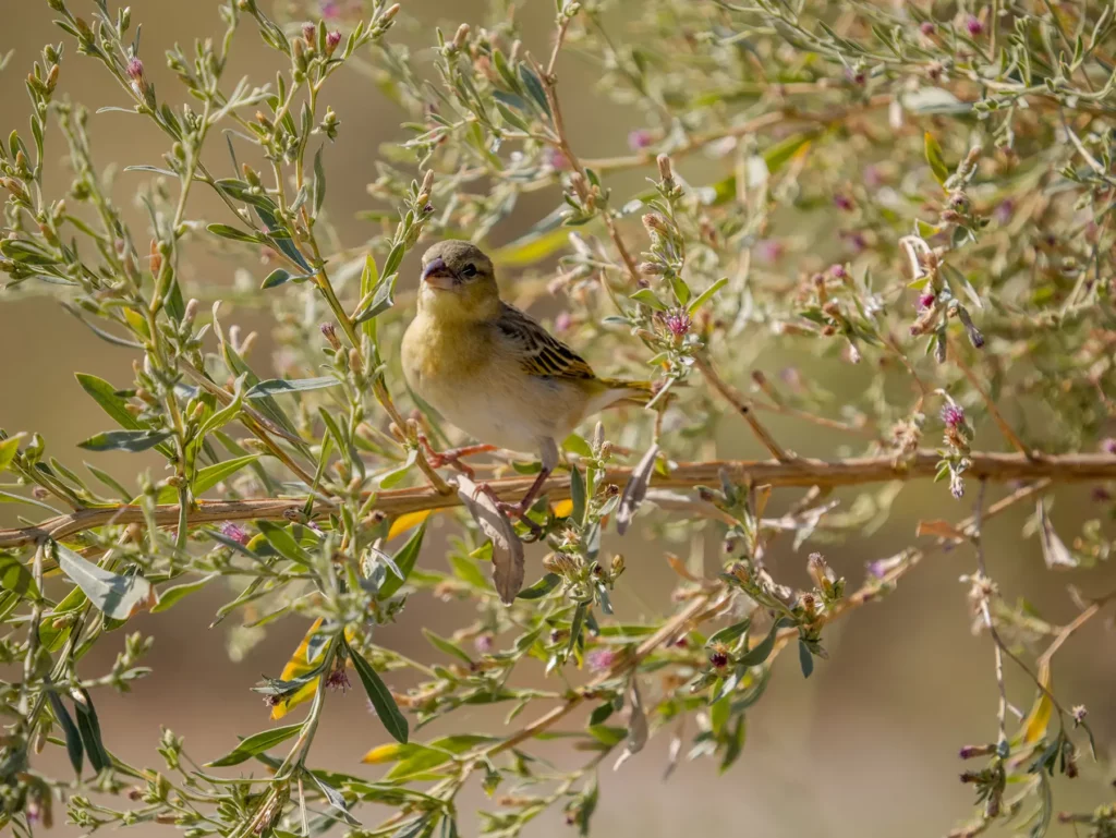 Southern masked weaver in Moremi Game Reserve, Okavango Delta, Botswana