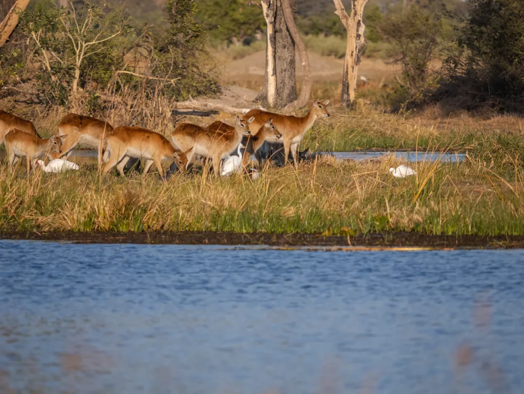 Red lechwes in Moremi Game, Okavango Delta, Reserve Botswana
