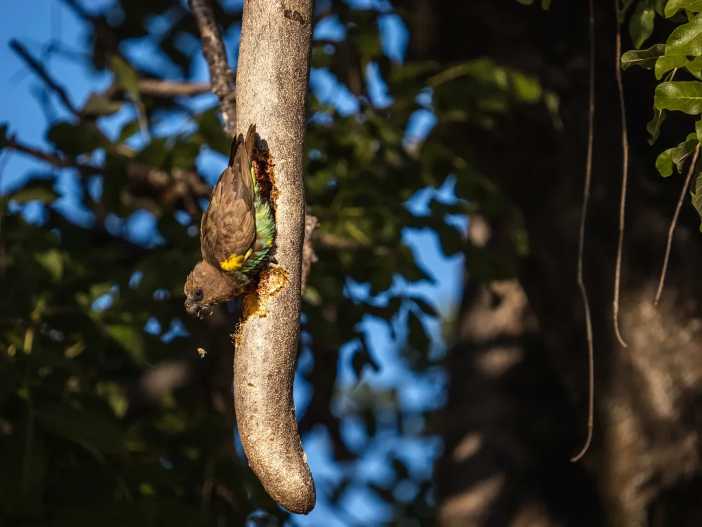 Meyer’s parrot, also known as the Brown parrot in Moremi Game Reserve, Okavango Delta, Botswana