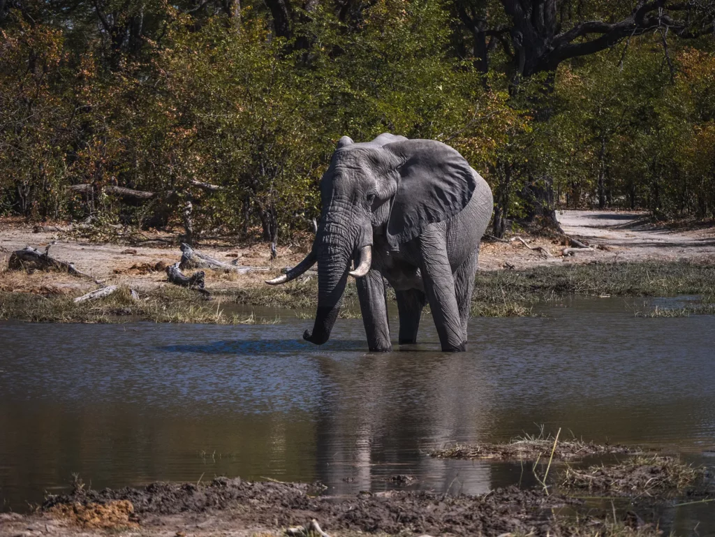 Bull elephant at water hole in Moremi Game Reserve, Okavango Delta, Botswana