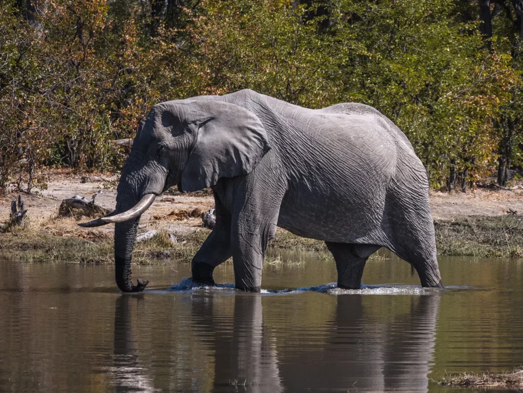 Elephant at water hole in Moremi Game Reserve, Okavango Delta, Botswana