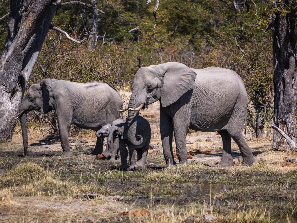 Elephants with calf at water hole in Moremi Game Reserve, Okavango Delta, Botswana