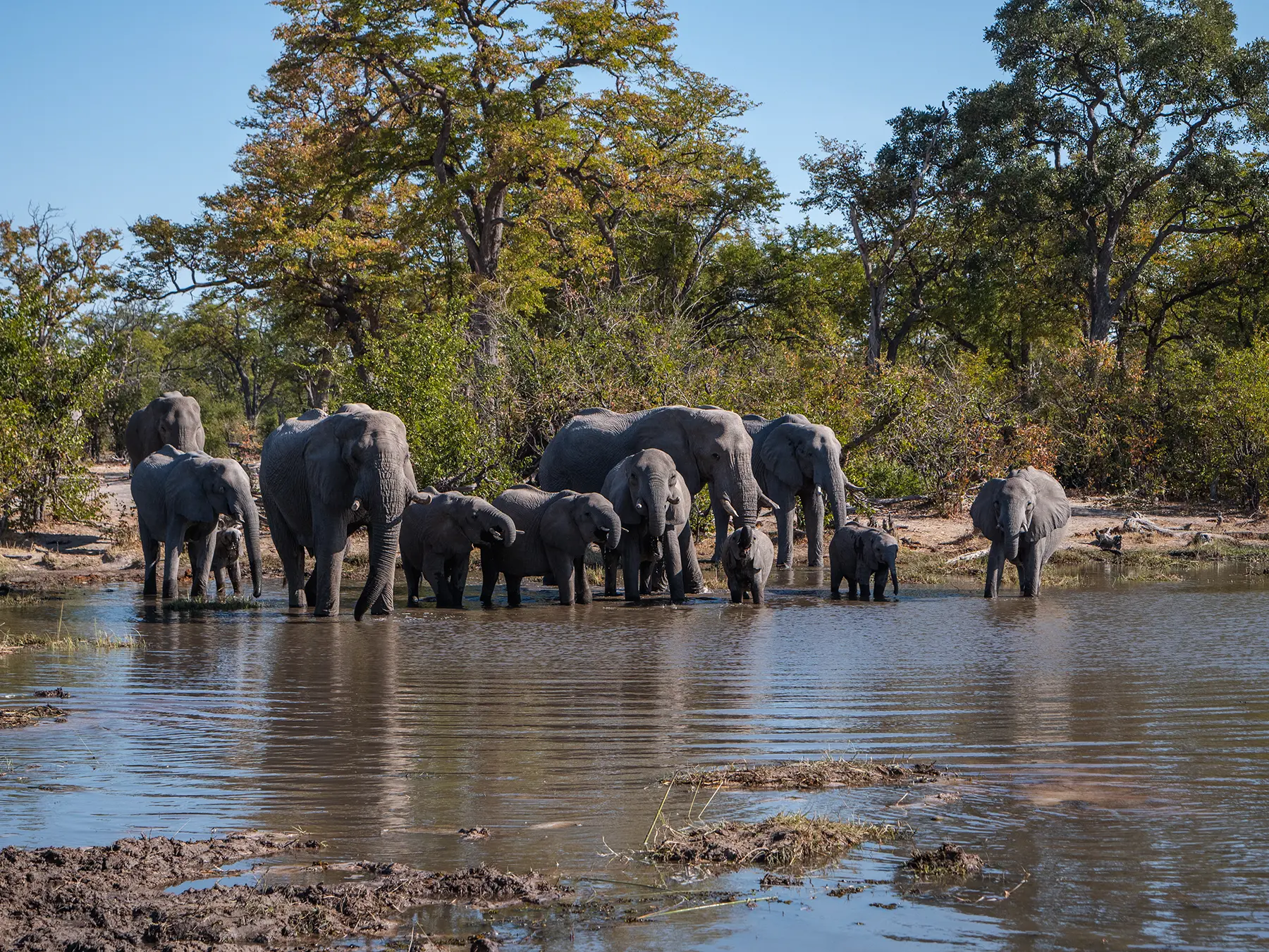 Family of elephants with calf by water hole in Moremi Game Reserve, Okavango Delta, Botswana