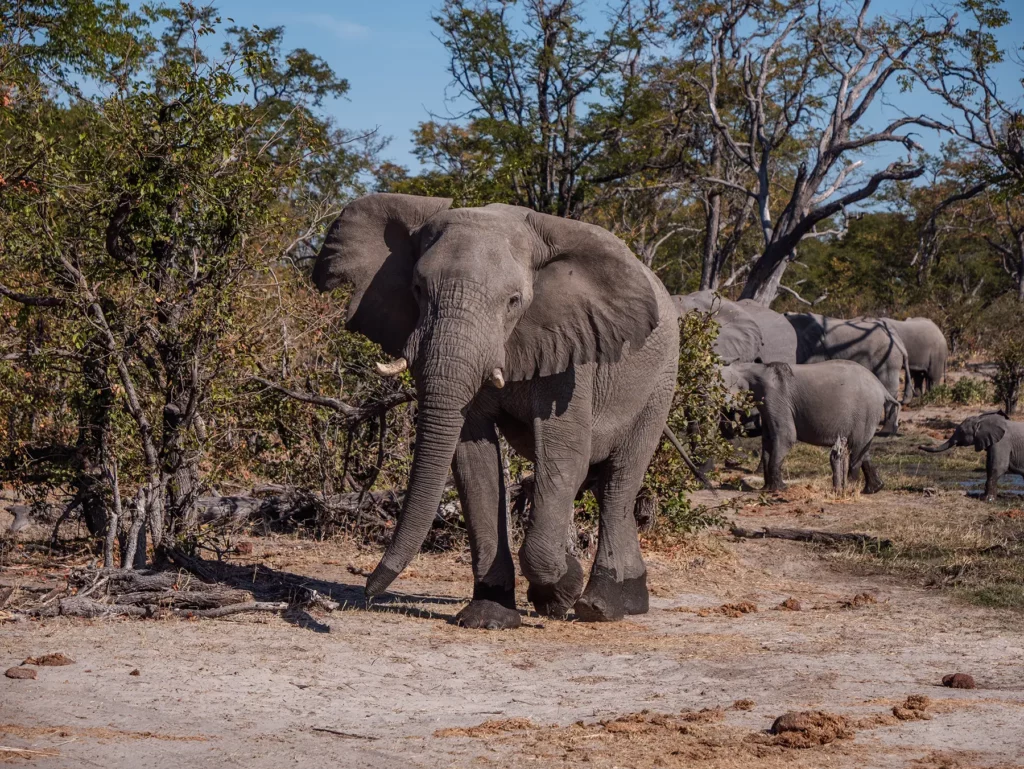 Bull elephant near water hole in Moremi Game Reserve, Okavango Delta, Botswana