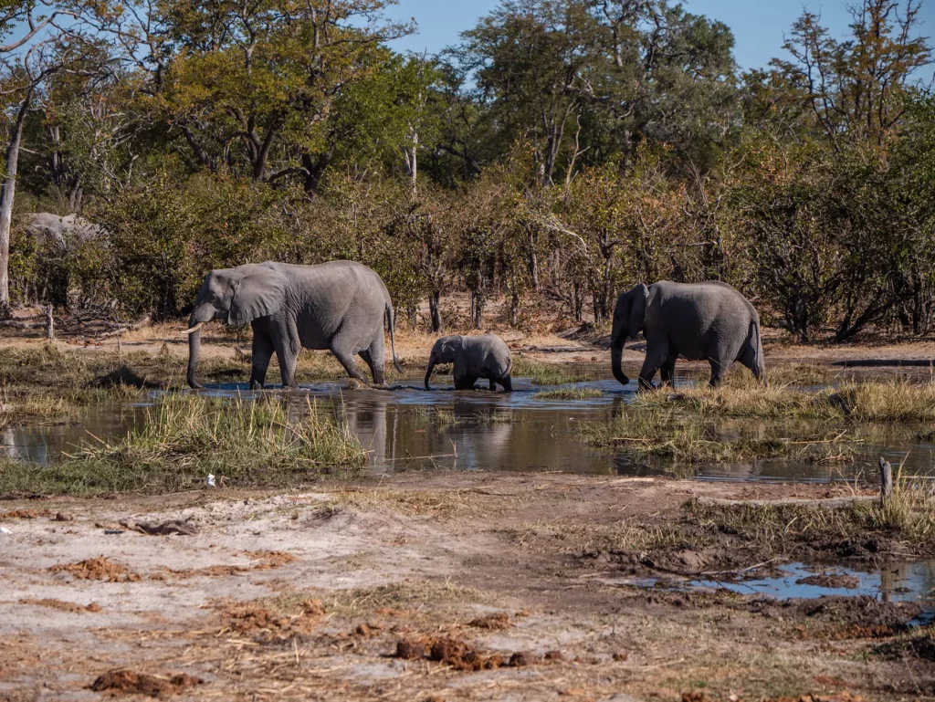 Elephants with calf at water hole in Moremi Game Reserve, Okavango Delta, Botswana