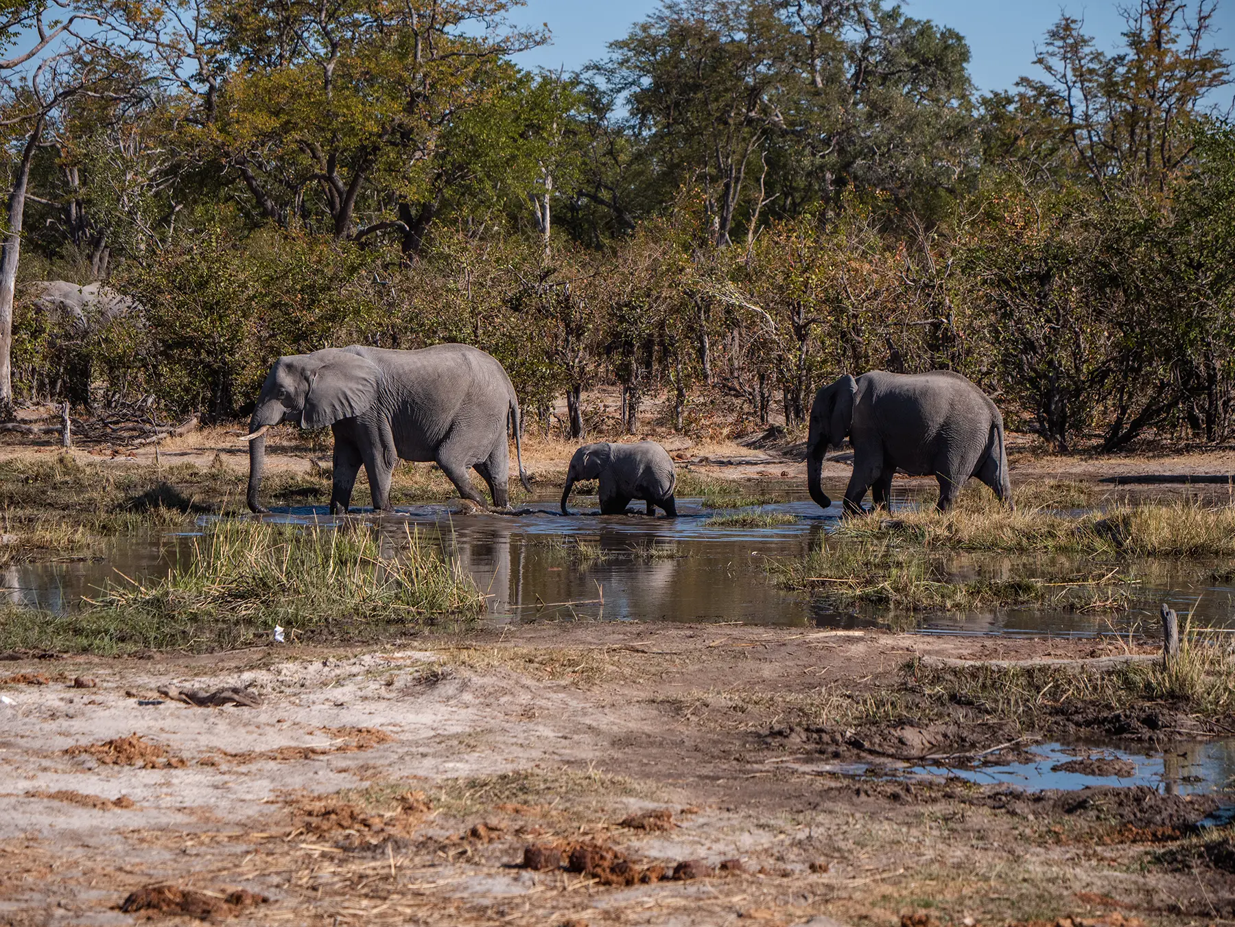 Elephants with calf at water hole in Moremi Game Reserve, Okavango Delta, Botswana