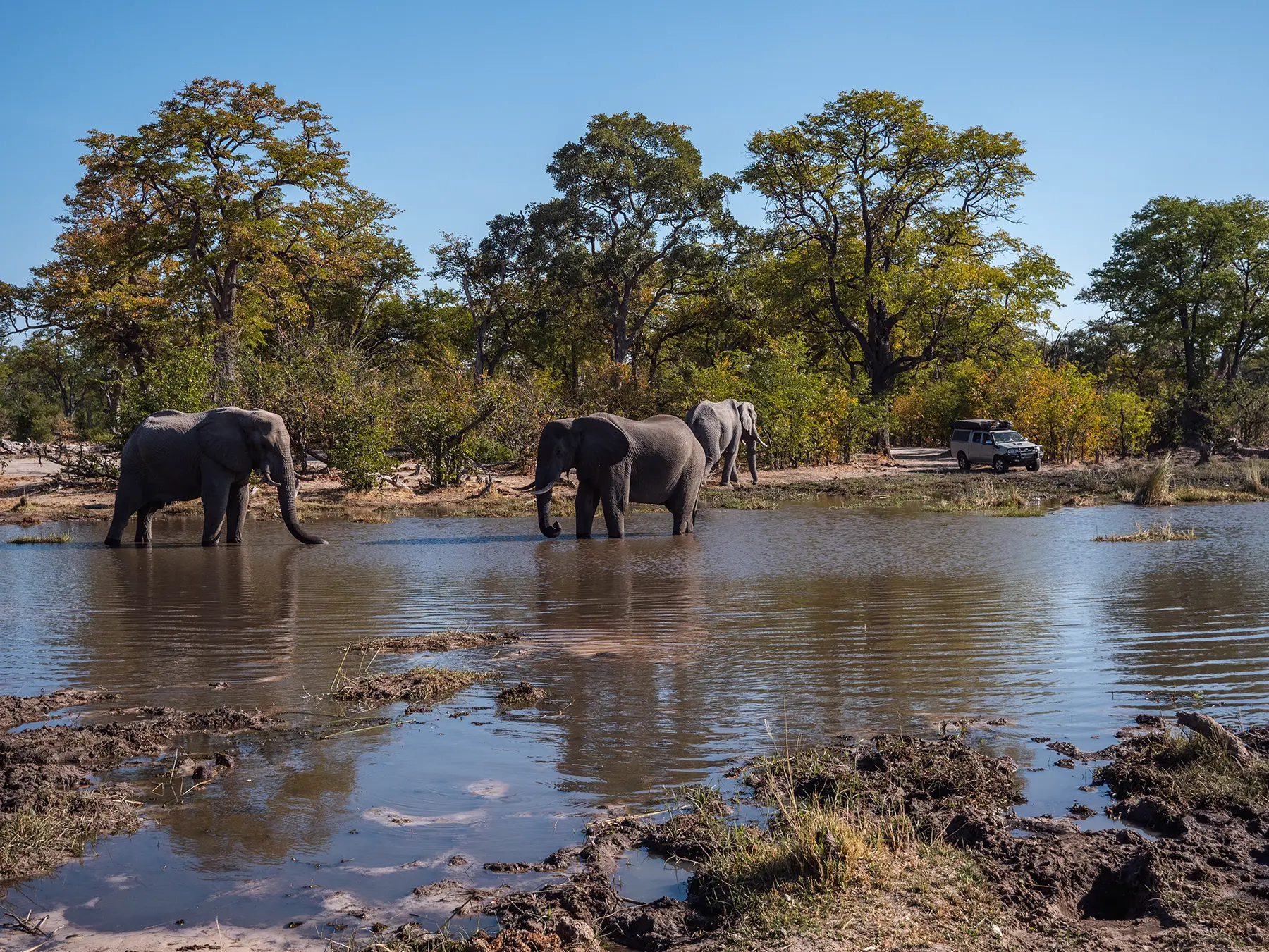 Elephants at a water hole in Botswana