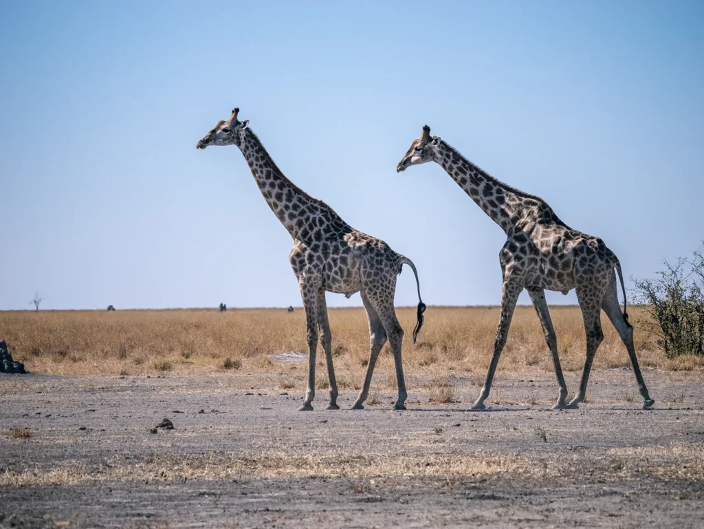 Two Southern giraffes in Savuti, Chobe National Park, Botswana