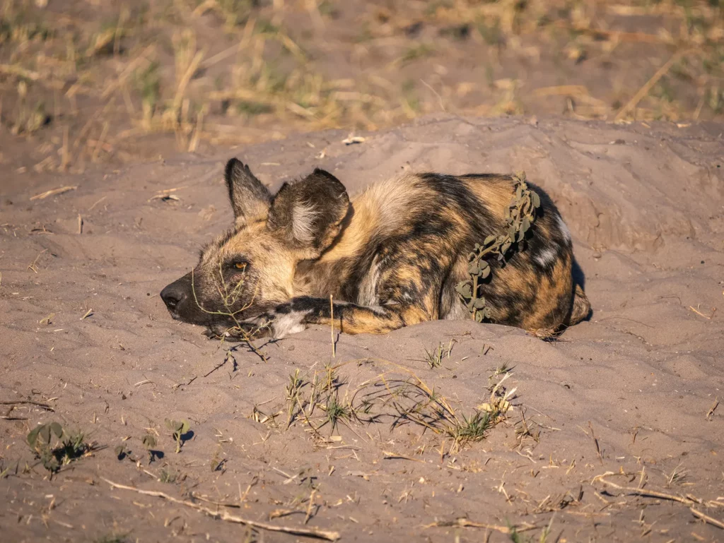 Wild dog resting in the sun in Savuti, Chobe National Park, Botswana