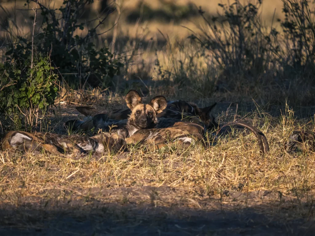 Wild dog pack in Savuti, Chobe National Park, Botswana