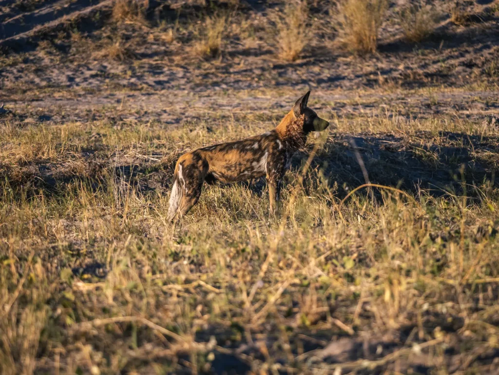 Wild dog in Savuti, Chobe National Park, Botswana