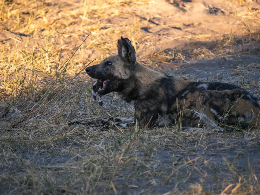 Alpha female wild dog eating in Savuti, Chobe National Park, Botswana