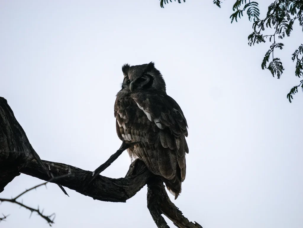 Verreaux’s eagle-owl also known as the Milky eagle ow in Savuti, Chobe National Park, Botswana