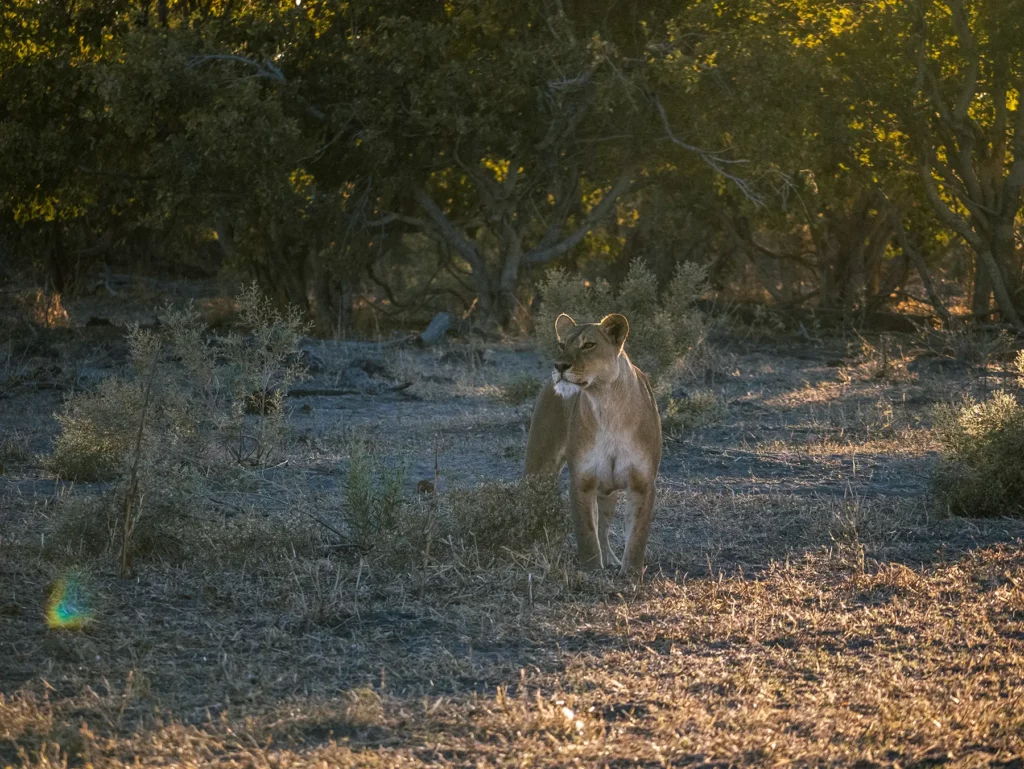 Lioness at golden hour in Savuti, Chobe National Park, Botswana