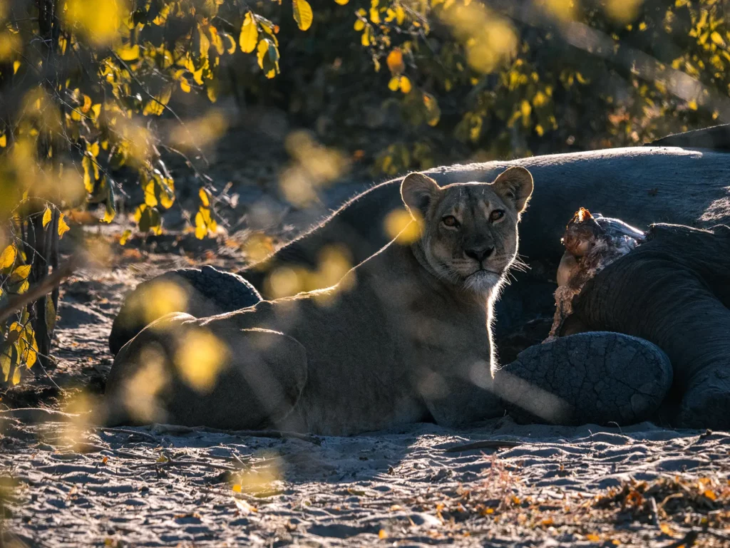 Lioness feasting on the carcass of an old elephant in Savuti, Chobe National Park, Botswana