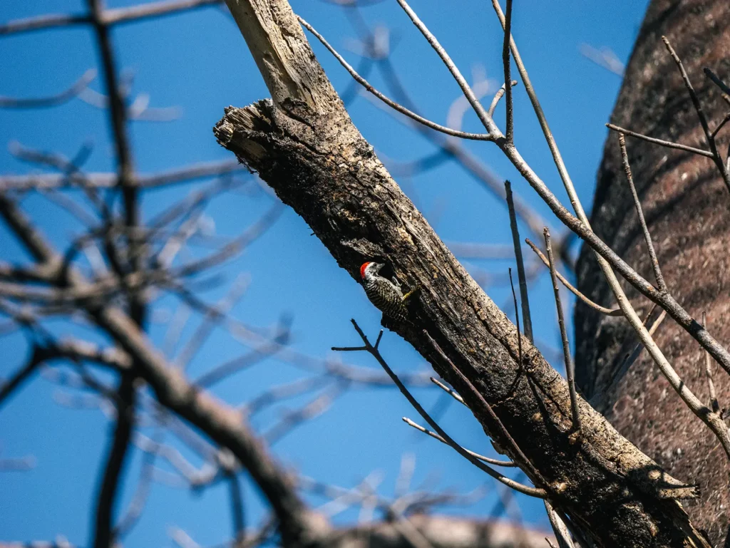 Cardinal woodpecker in Savuti, Chobe National Park, Botswana