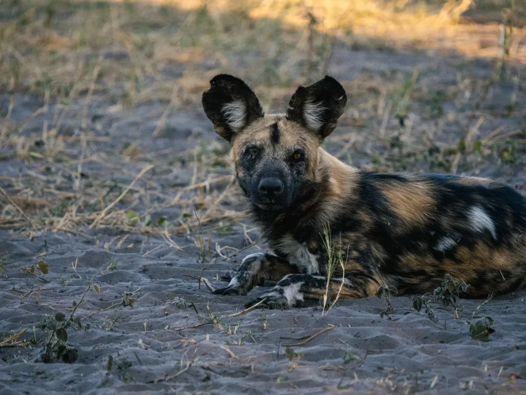 Alpha female wild dog in Savuti, Chobe National Park, Botswana