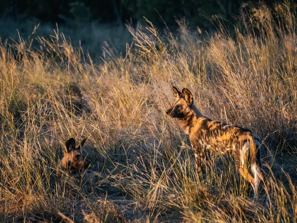Wild dogs in Savuti, Chobe National Park, Botswana