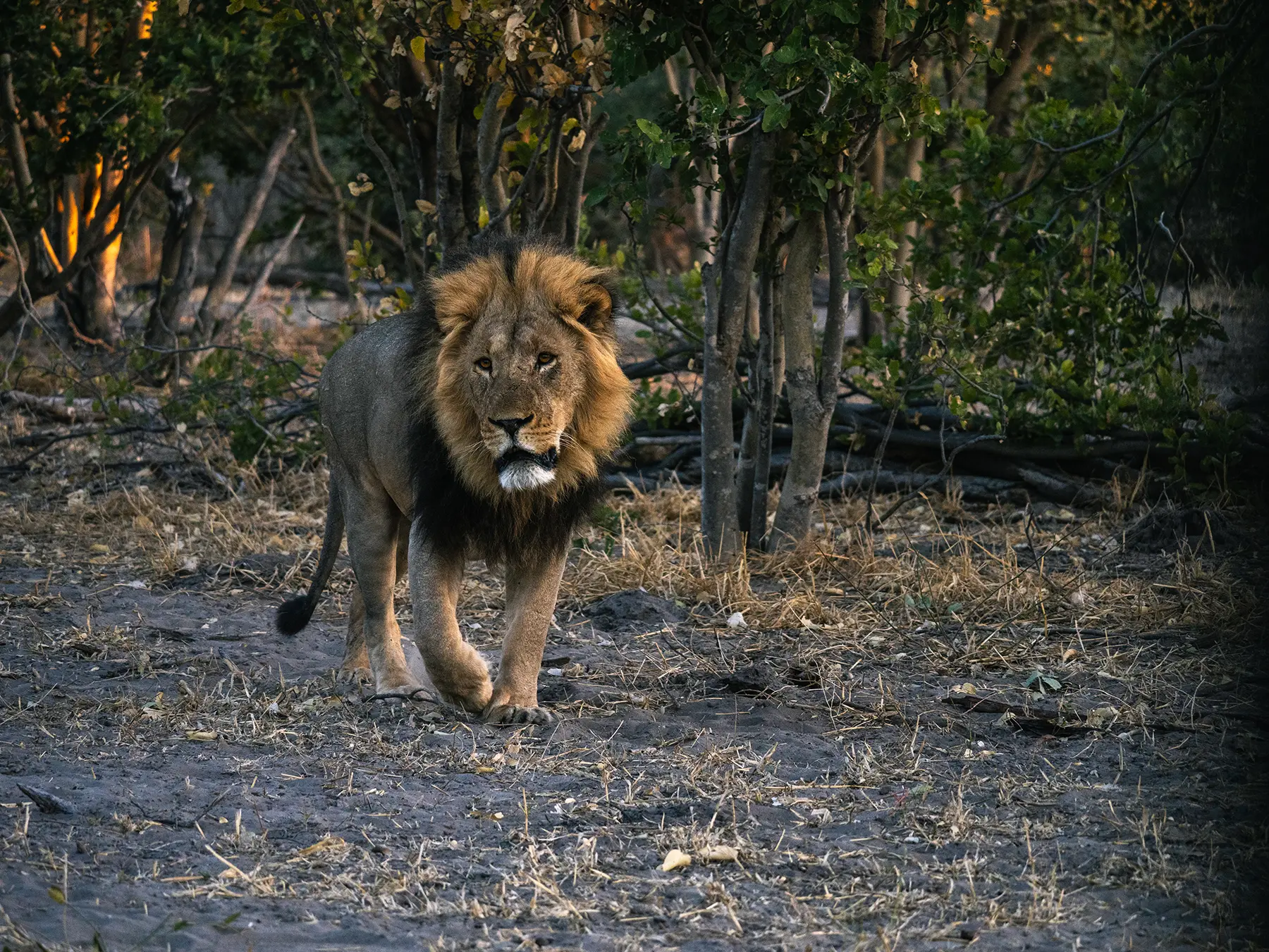 Male lion walking towards camera in Savuti, Chobe National Park, Botswana