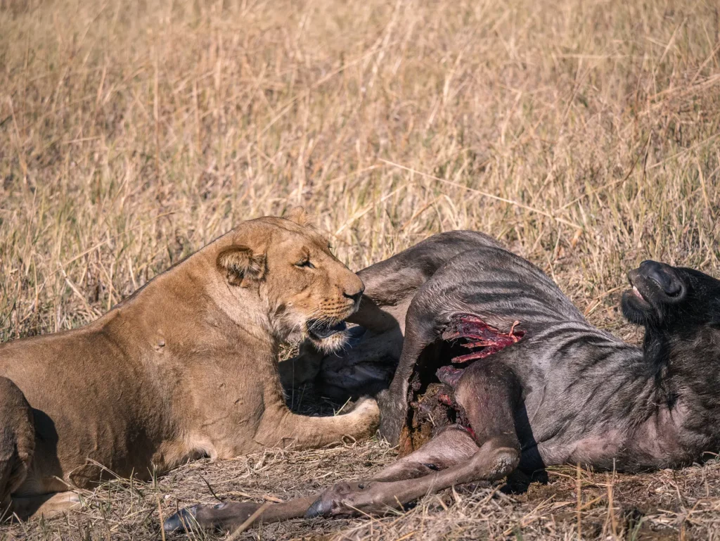 Lioness eating a wildebeest in Savuti, Chobe National Park, Botswana