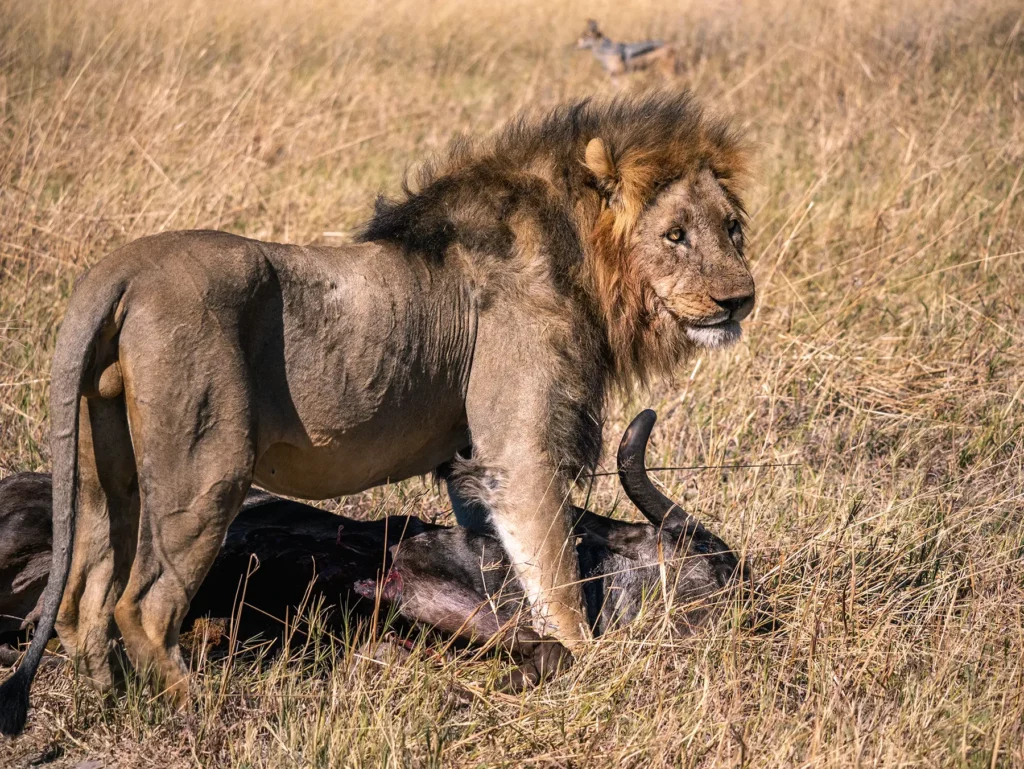 Lion with wildebeest kill in Savuti, Botswana