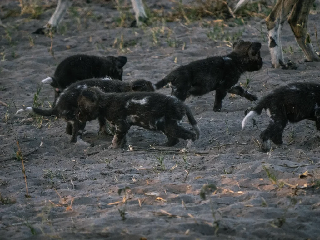 Young wild dog puppies in Savuti, Chobe National Park, Botswana