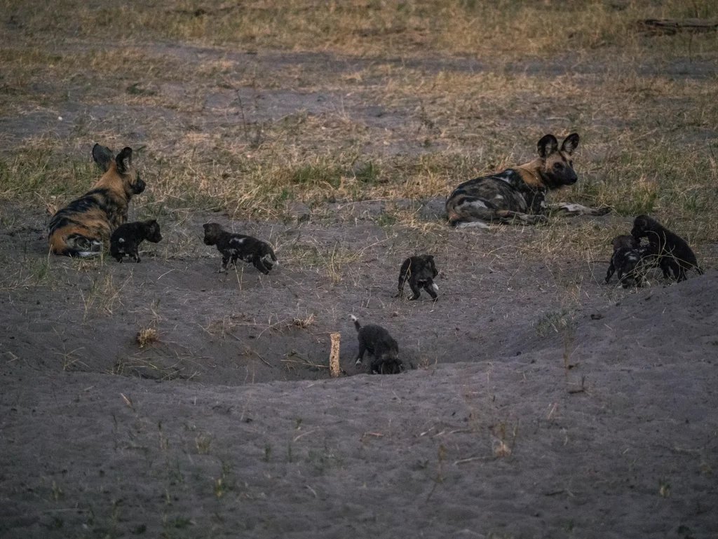 Wild dogs with litter of young puppies in Savuti, Chobe National Park, Botswana