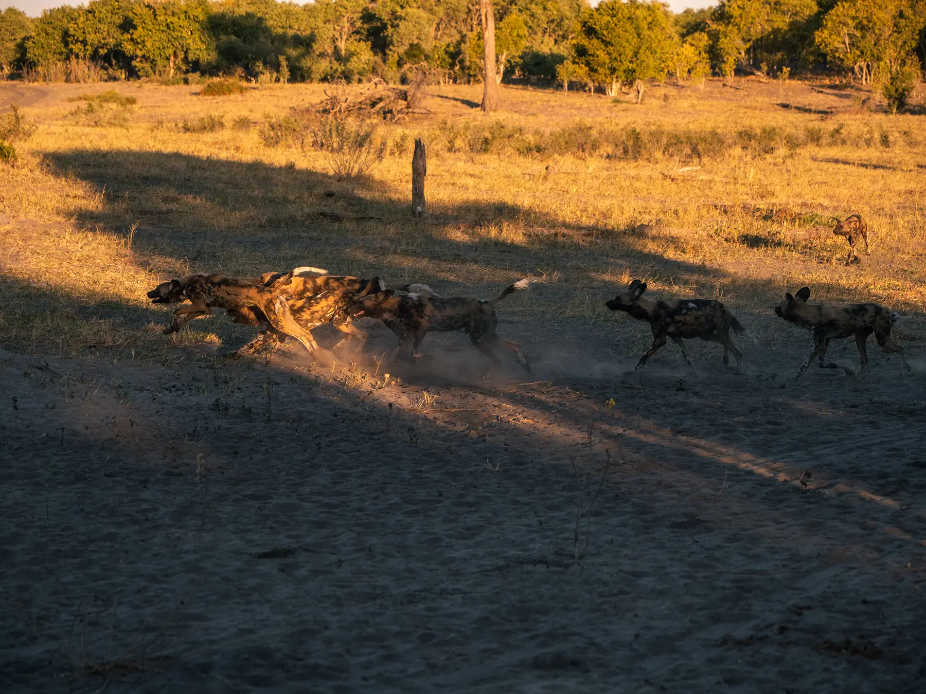 Pack of wild dogs racing to go hunting in Savuti, Chobe National Park, Botswana
