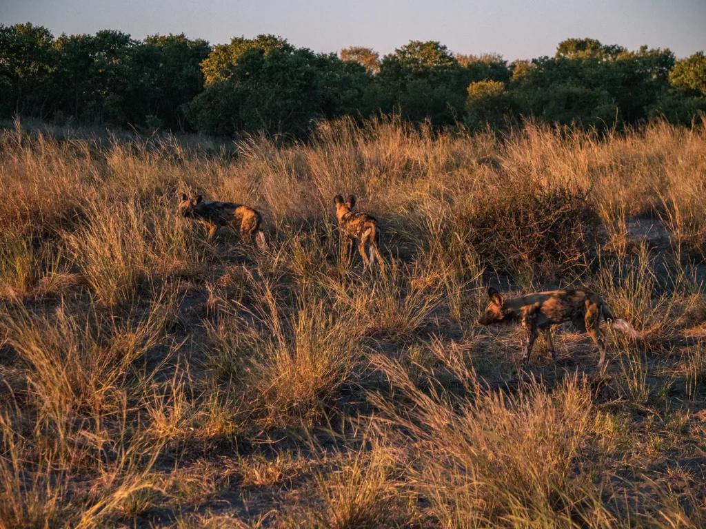 Pack of wild dogs in Savuti, Chobe National Park, Botswana