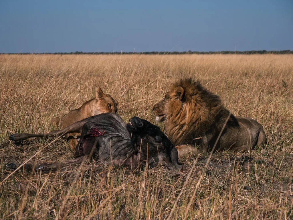 Lion and lioness eating a wildebeest in Savuti, Chobe National Park, Botswana