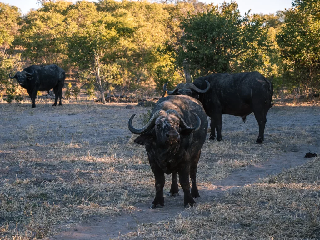Old retired buffalo in Savuti, Chobe National Park, Botswana