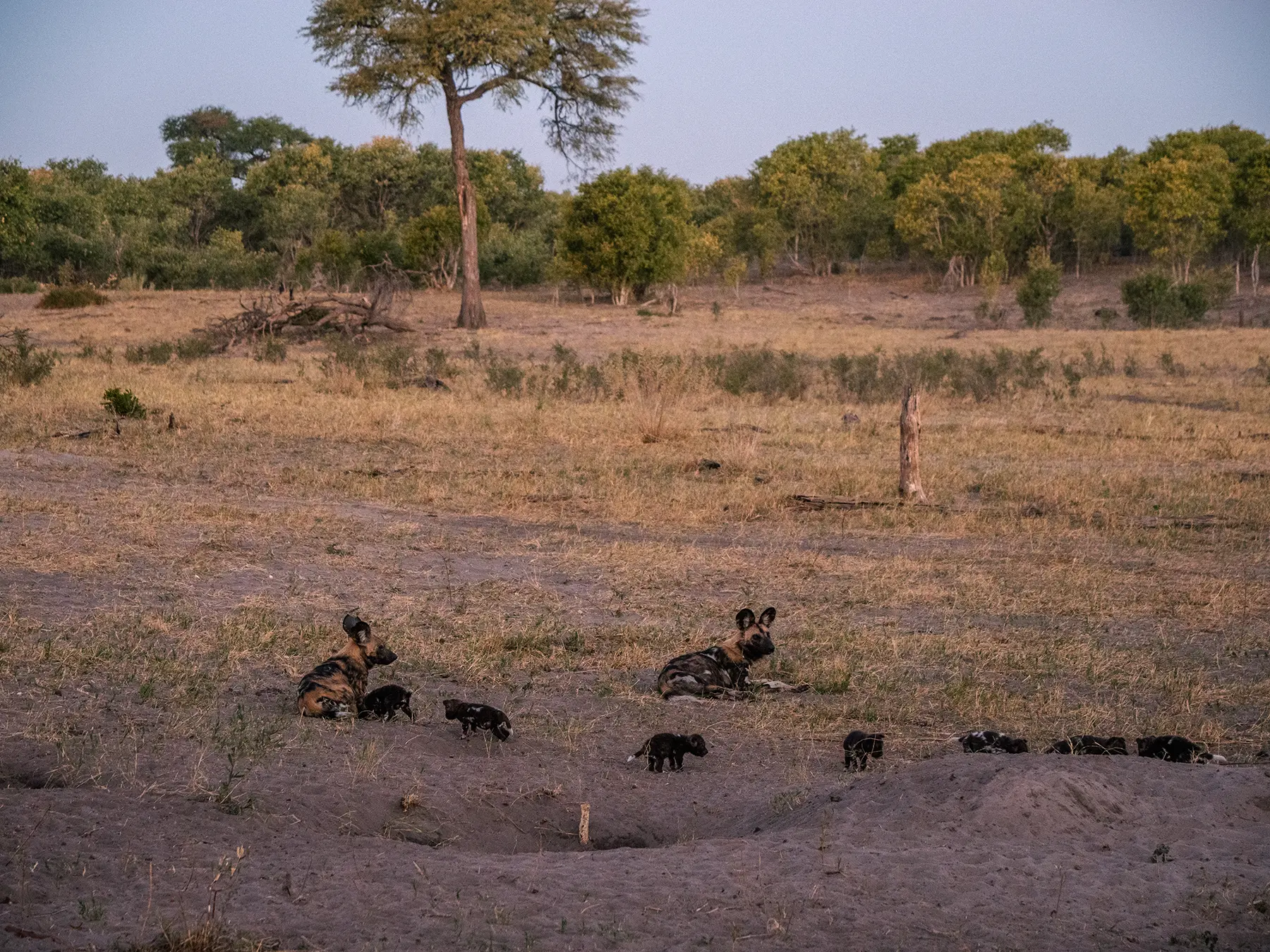 Wild dogs with litter of young puppies in Savuti, Chobe National Park, Botswana