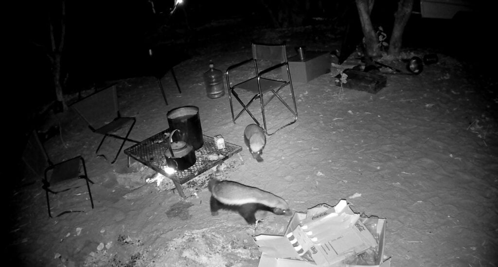 Honey badger caught on camera trap raiding the camp fire in Savuti, Chobe National Park, Botswana