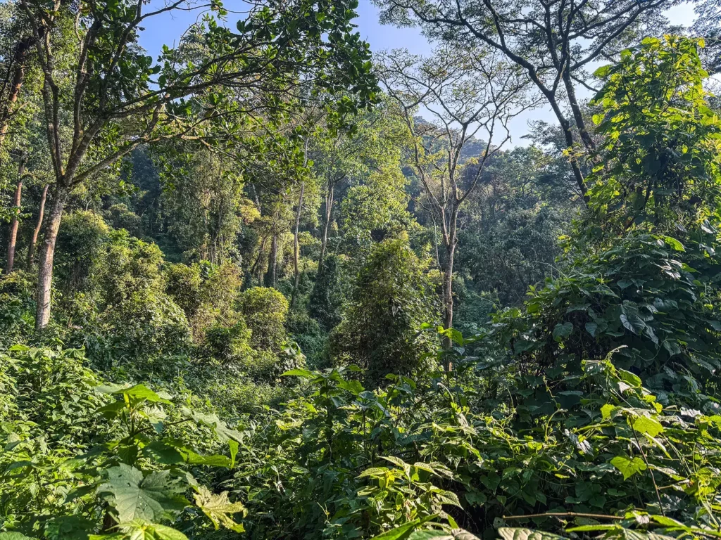 Gorilla tracking in Bwindi Impenetrable Forest, Uganda.
