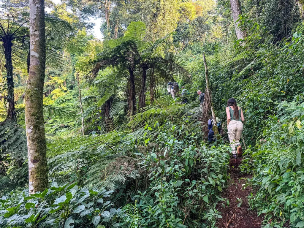 Ella Mckendrick gorilla tracking in Bwindi Impenetrable Forest, Uganda