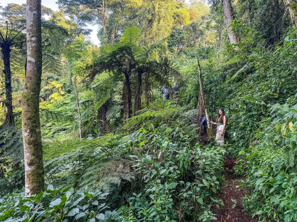 Ella McKendrick Gorilla tracking in Bwindi Impenetrable Forest, Uganda.