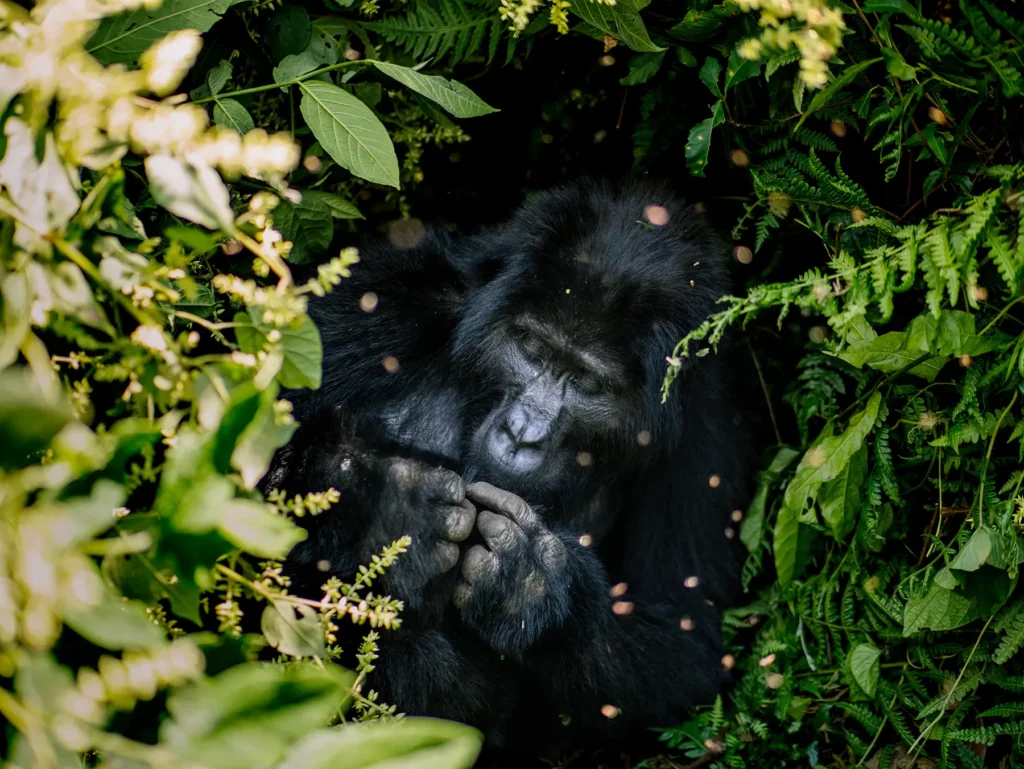 Mountain gorilla in Bwindi Impenetrable Forest, Uganda. Fewer than 1,100 mountain gorillas remain in the wild.