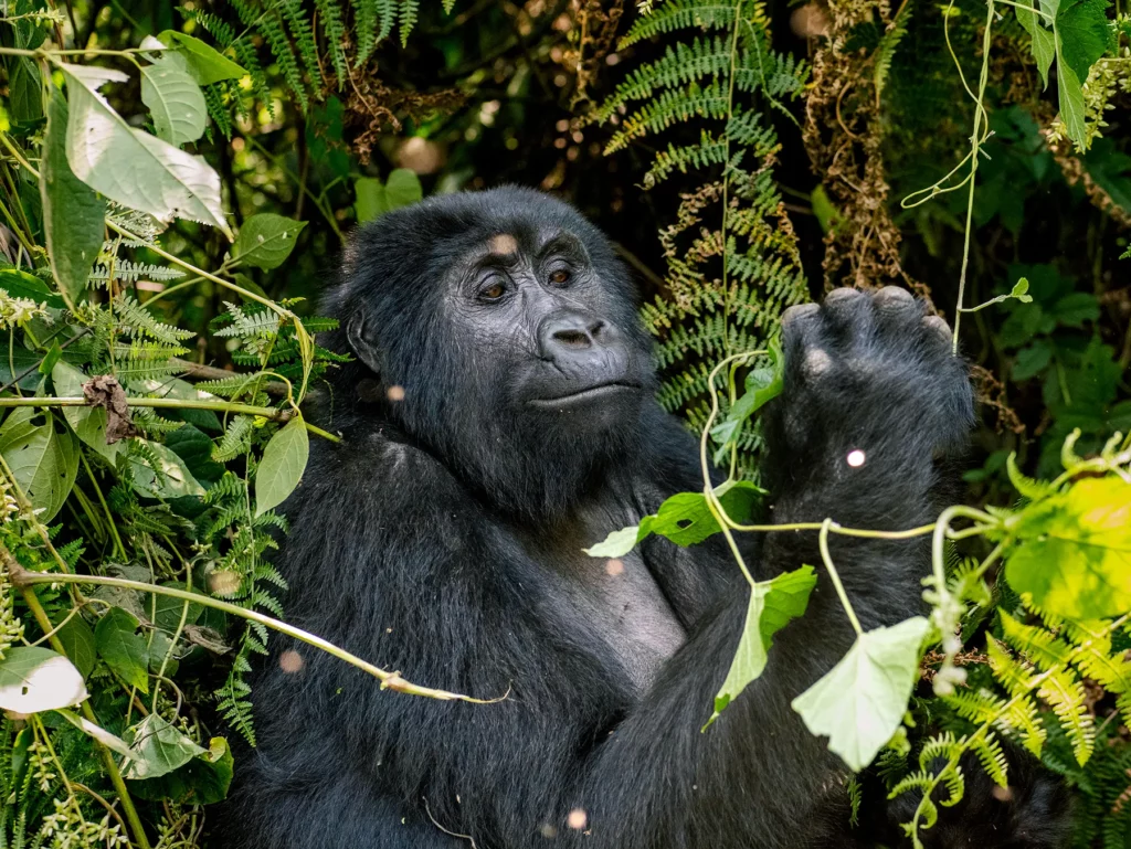 Mountain gorilla in Bwindi Impenetrable Forest, Uganda. Their diet consists mostly of leaves, shoots, and stems.