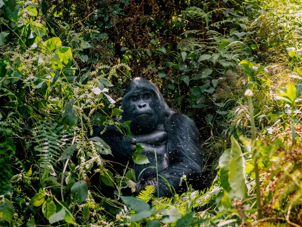 Male silverback gorilla in Bwindi Impenetrable Forest, Uganda. They spend most of the day foraging and resting.