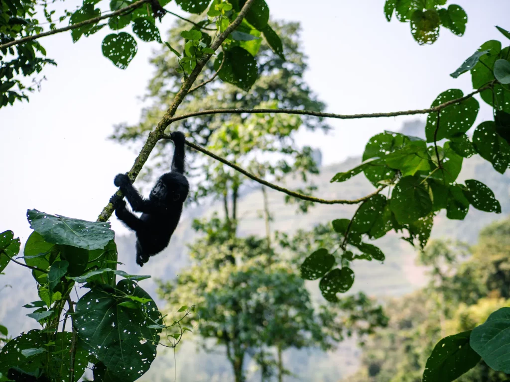 Mountain gorilla in Bwindi Impenetrable Forest, Uganda. They live in social groups called troops or families, led by a dominant silverback.