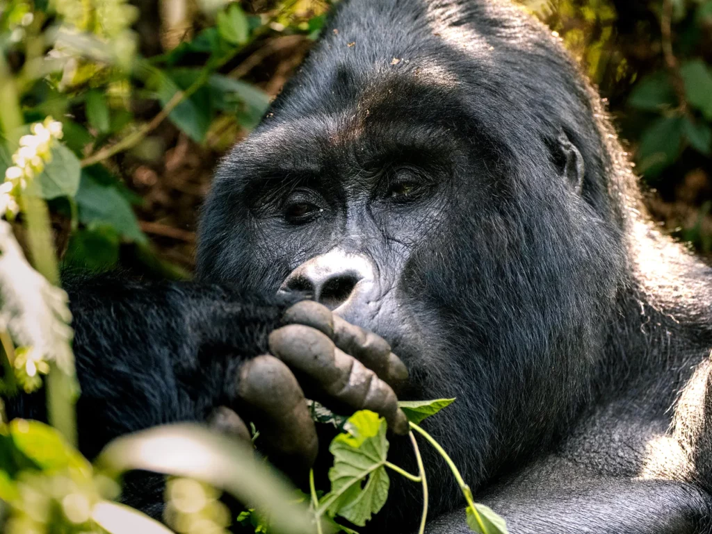 Male silverback gorilla in Bwindi Impenetrable Forest, Uganda. A silverback is an adult male gorilla, typically over 12 years old.