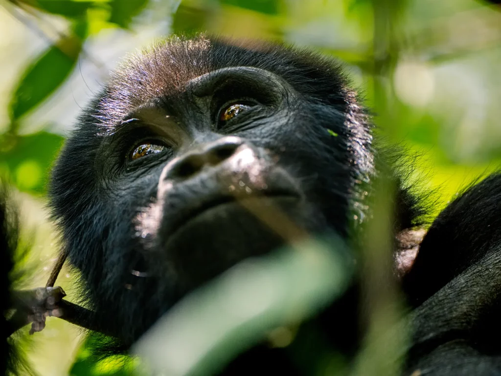 Mountain gorilla in Bwindi Impenetrable Forest, Uganda.