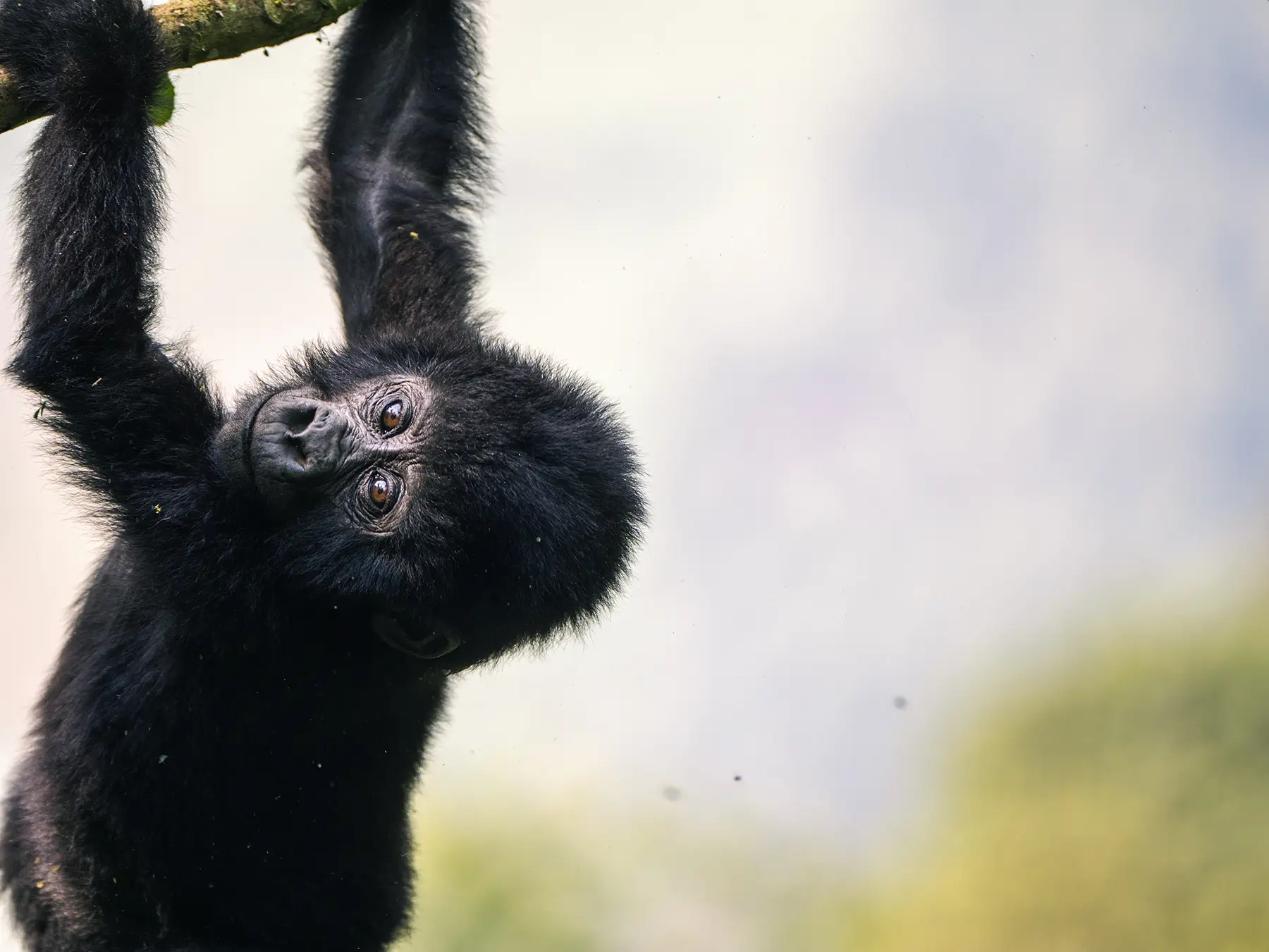 Mountain gorilla in Bwindi Impenetrable Forest, Uganda. They are primarily terrestrial but can climb trees.
